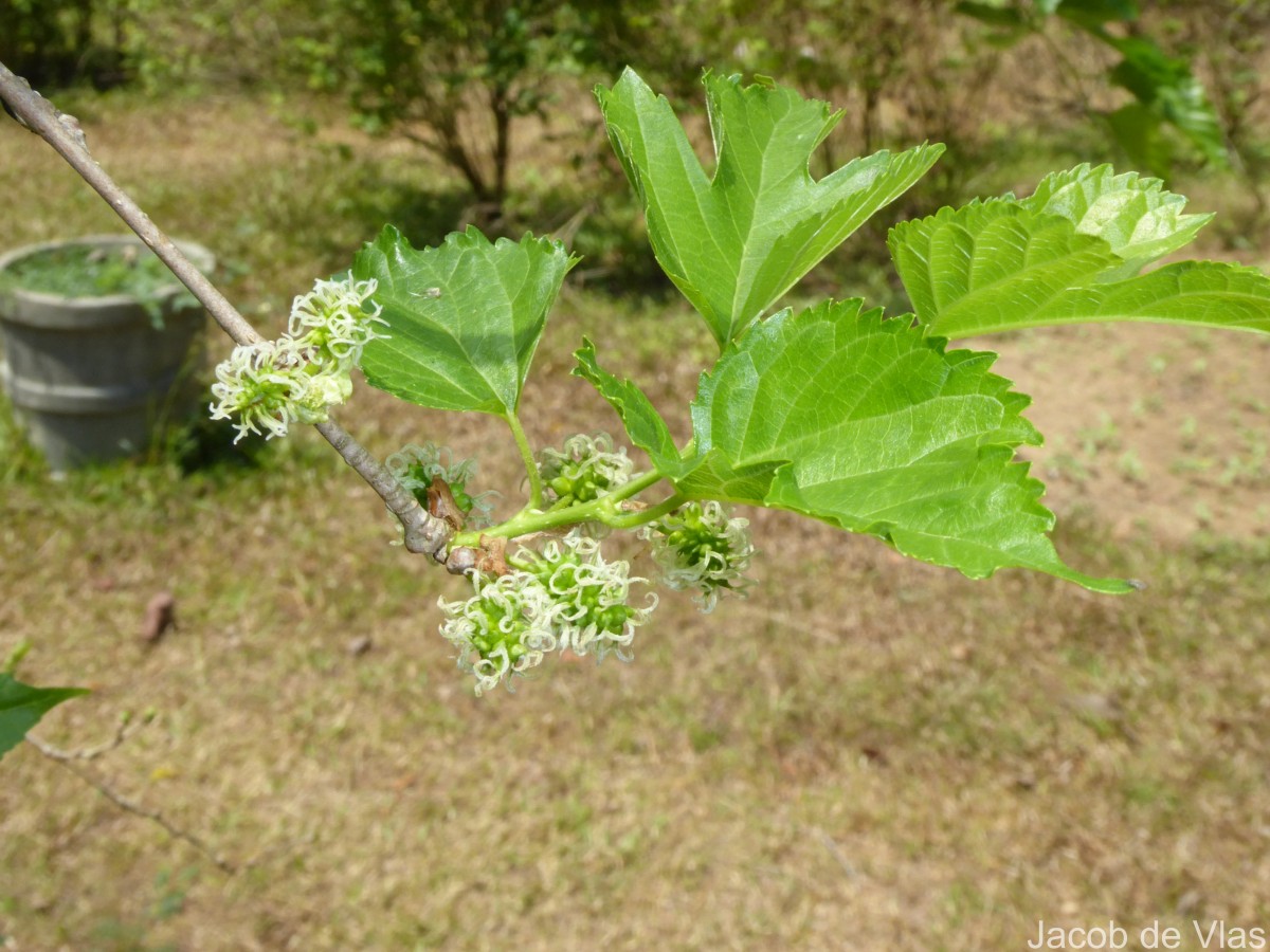 Morus alba L.